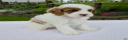 Cavapoo dogs for sale: Jack - Ad 4