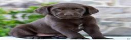 Labrador Retriever dogs for sale: Teddy - Ad 3
