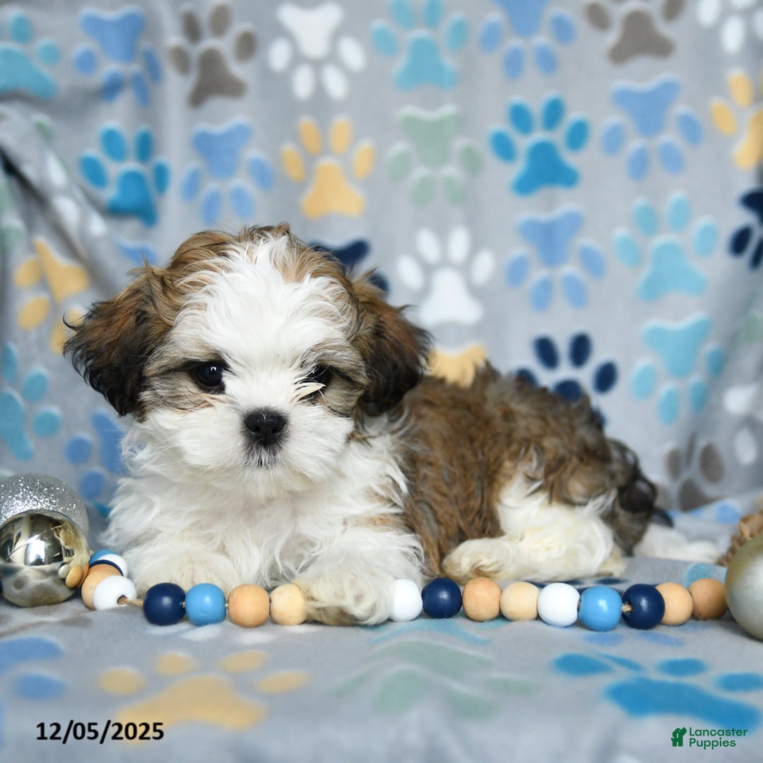 Shih Tzu dogs for sale: Jack  - Ad 2