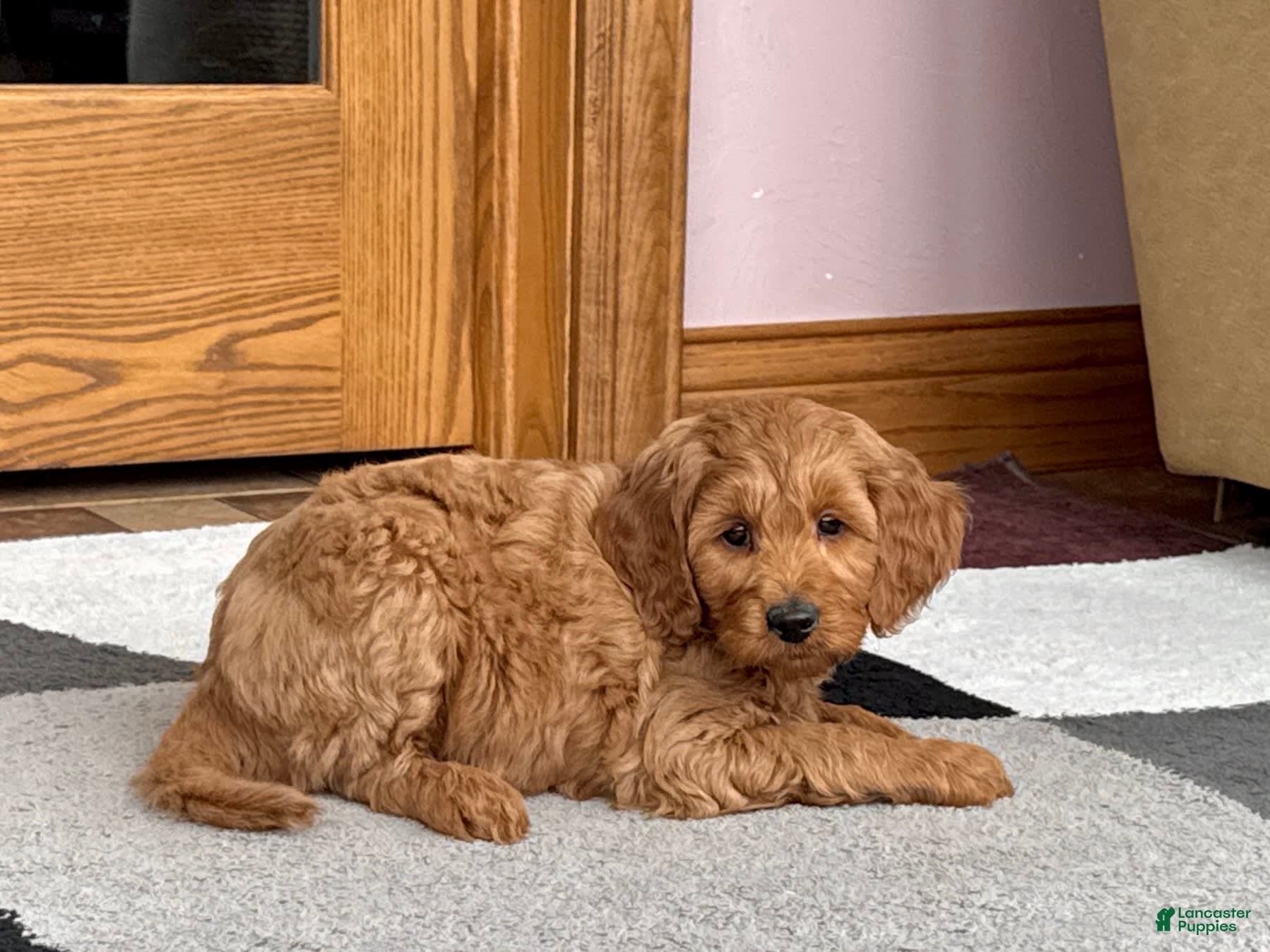 Cockapoo dogs Manny - Ad 1