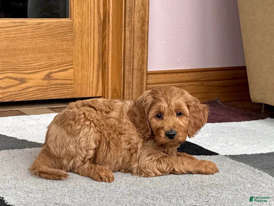 Cockapoo dogs for sale: Manny - Ad 1