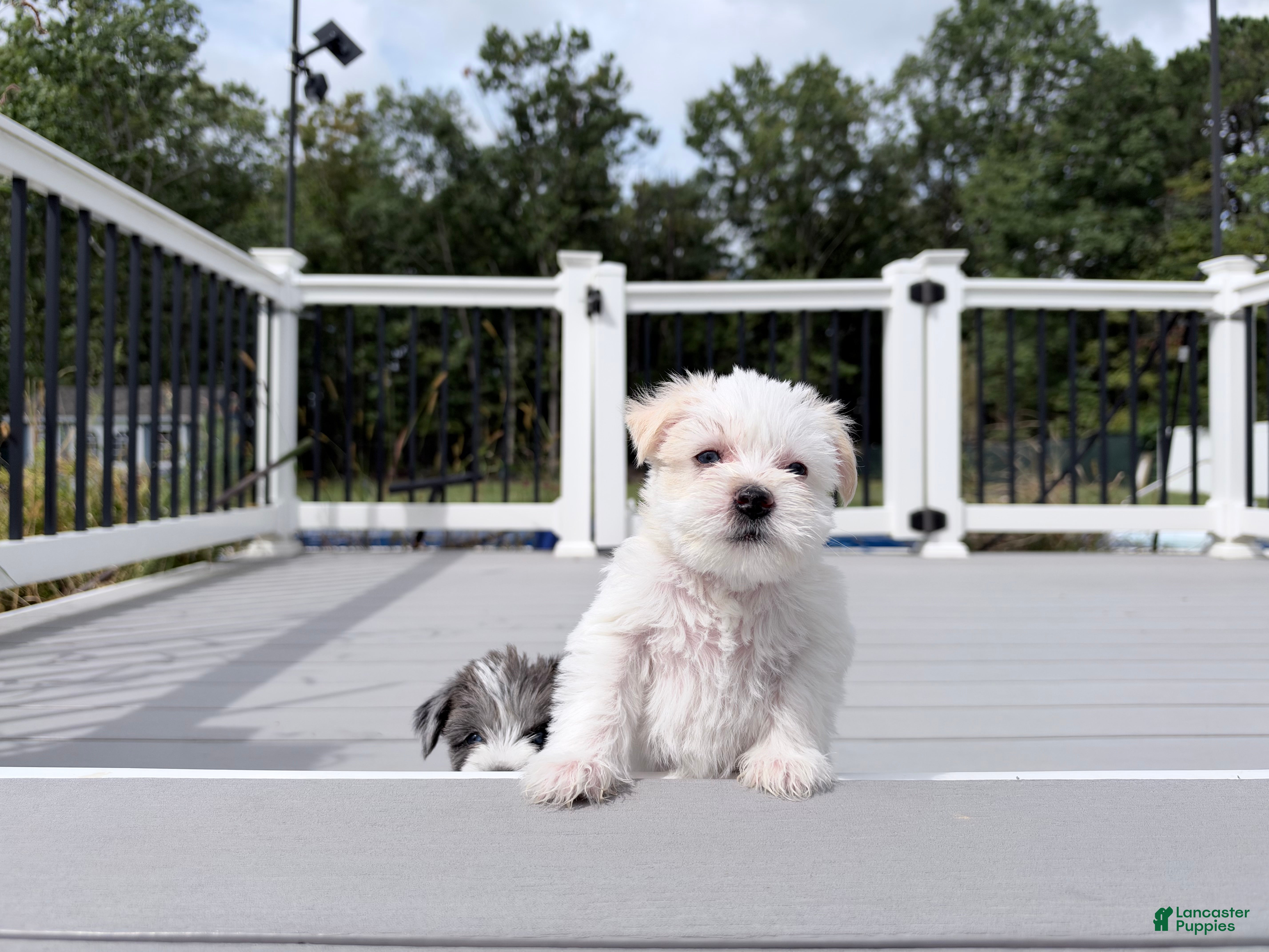 Miniature Schnauzer dogs Blanca - Ad 2
