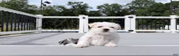 Miniature Schnauzer dogs for sale: Blanca - Ad 2
