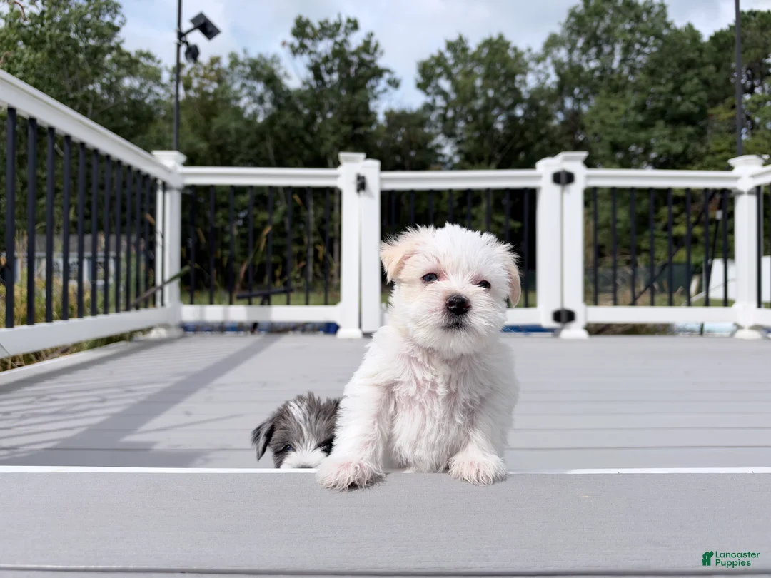 Miniature Schnauzer dogs for sale: Blanca - Ad 2