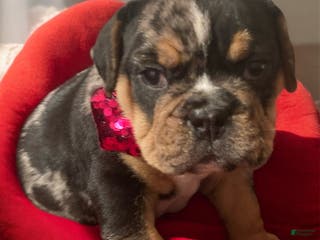 English Bulldog dogs Wilbur - Ad 5