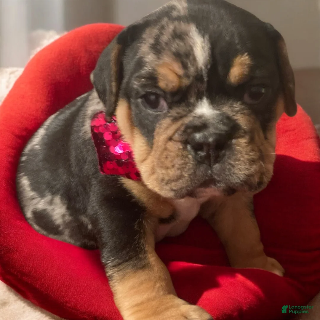 English Bulldog dogs for sale: Wilbur - Ad 1