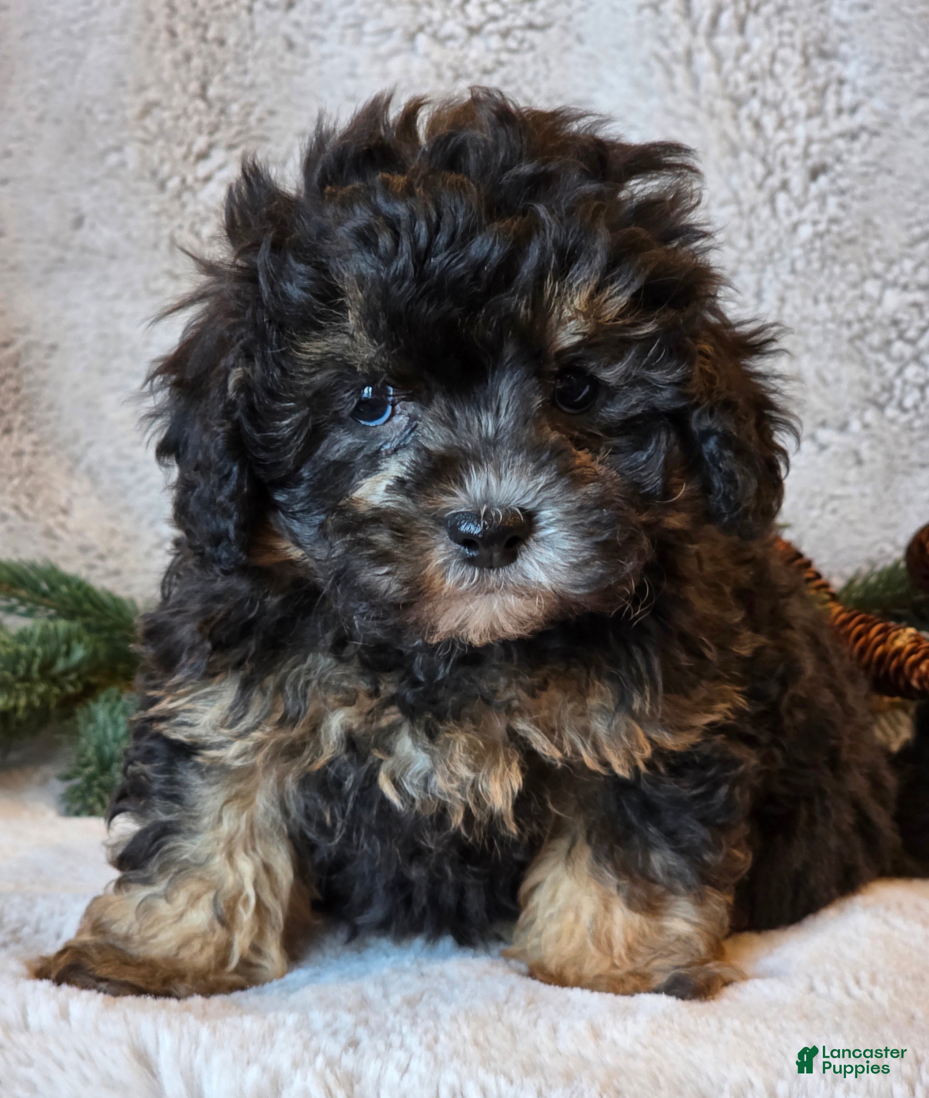 Shihpoo dogs Trooper - Ad 16