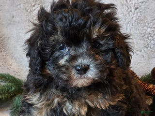 Shihpoo dogs Trooper - Ad 29