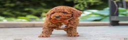 Miniature Poodle dogs for sale: Everest - Ad 3