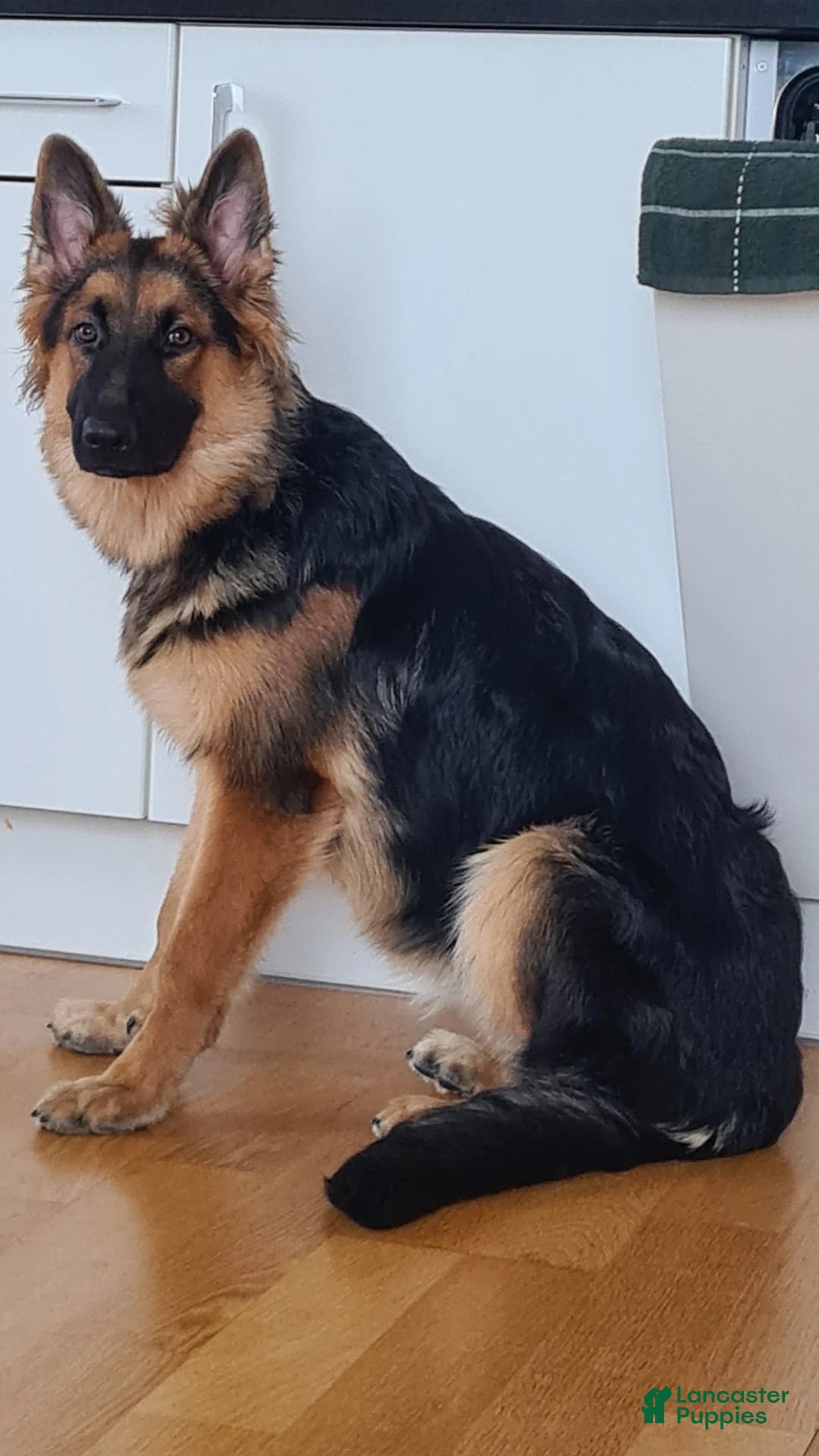 German Shepherd dogs German Shepherd 1 - Ad 2