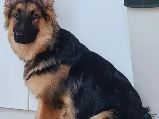 German Shepherd dogs German Shepherd 1 - Ad 2