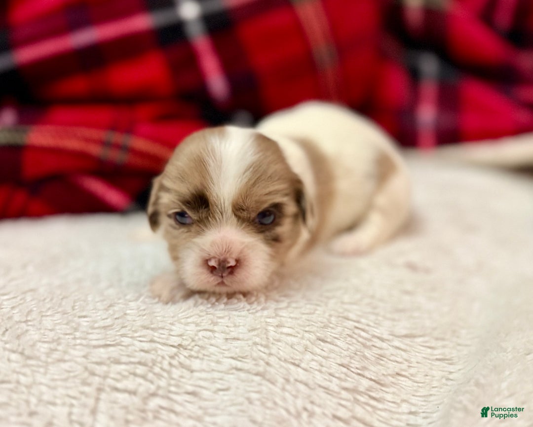 Shihpoo dogs for sale: Beau - Ad 2