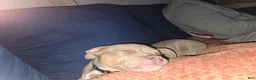 American Bully dogs for sale: American Bully Puppy 2 - Ad 4