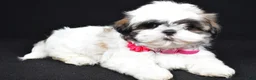 Shih Tzu dogs for sale: Dolly - Ad 2