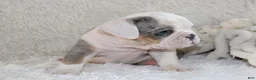 English Bulldog dogs for sale: Hayes - Ad 4