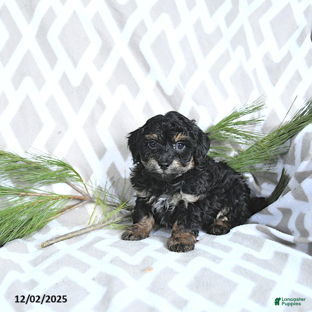 Maltipoo dogs for sale: Jingle  - Ad 5