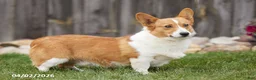Welsh Corgi Pembroke dogs for sale: Pansy - Ad 10