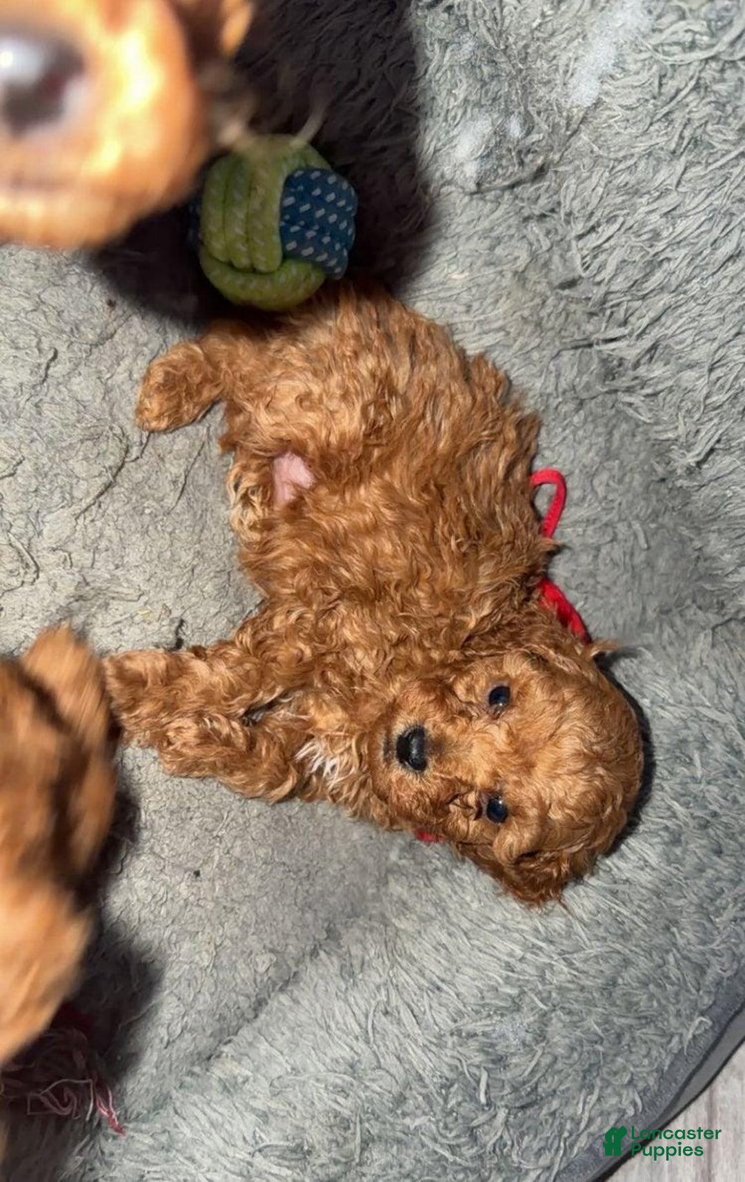 Toy Poodle dogs for sale: Lucia - Ad 14