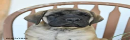 English Mastiff dogs for sale: Jeremy - Ad 3
