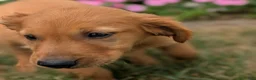 Golden Retriever dogs for sale: Abbott - Ad 7