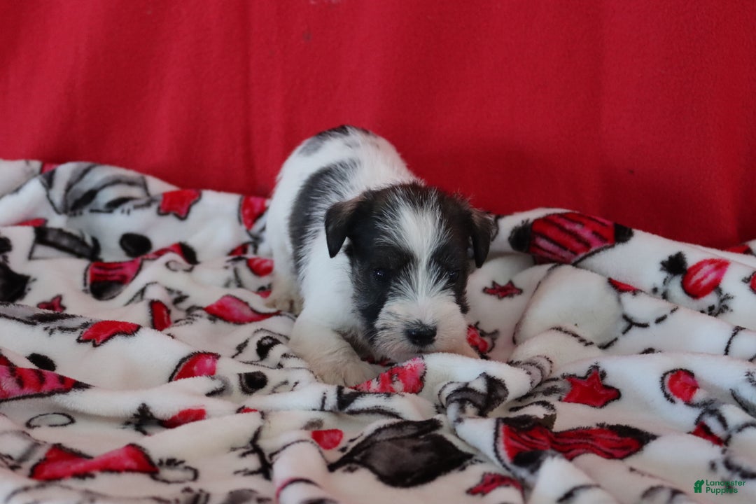 Miniature Schnauzer dogs for sale: tony - Ad 8