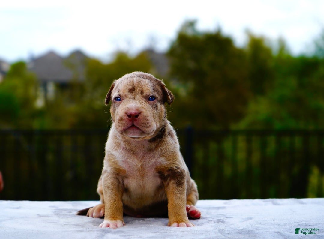 American Bully dogs for sale: American Bully XL Chocolate Merle Tri Male - Ad 2