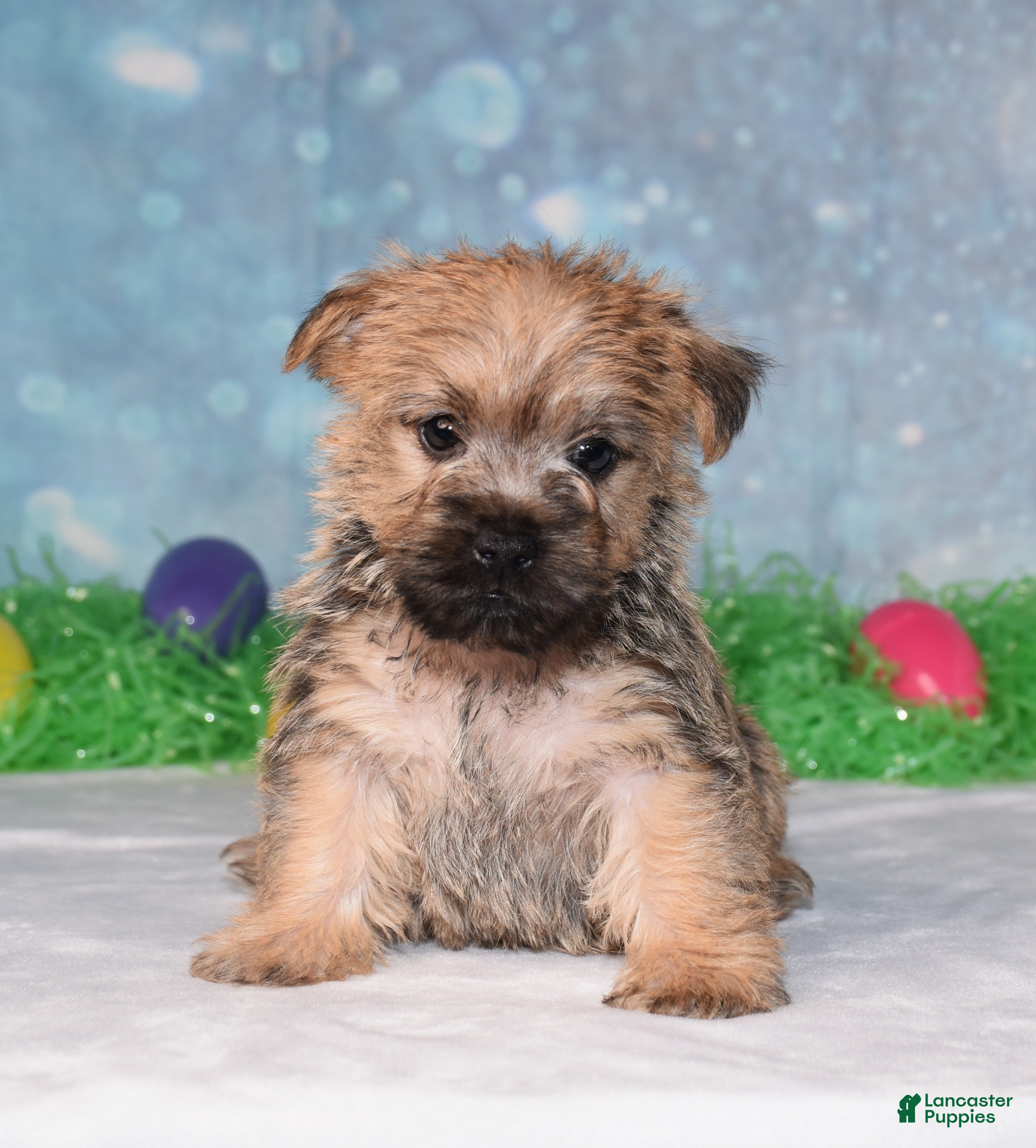 Cairn Terrier dogs Edgar - Ad 1