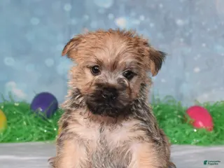 Cairn Terrier dogs for sale: Edgar - Ad 4