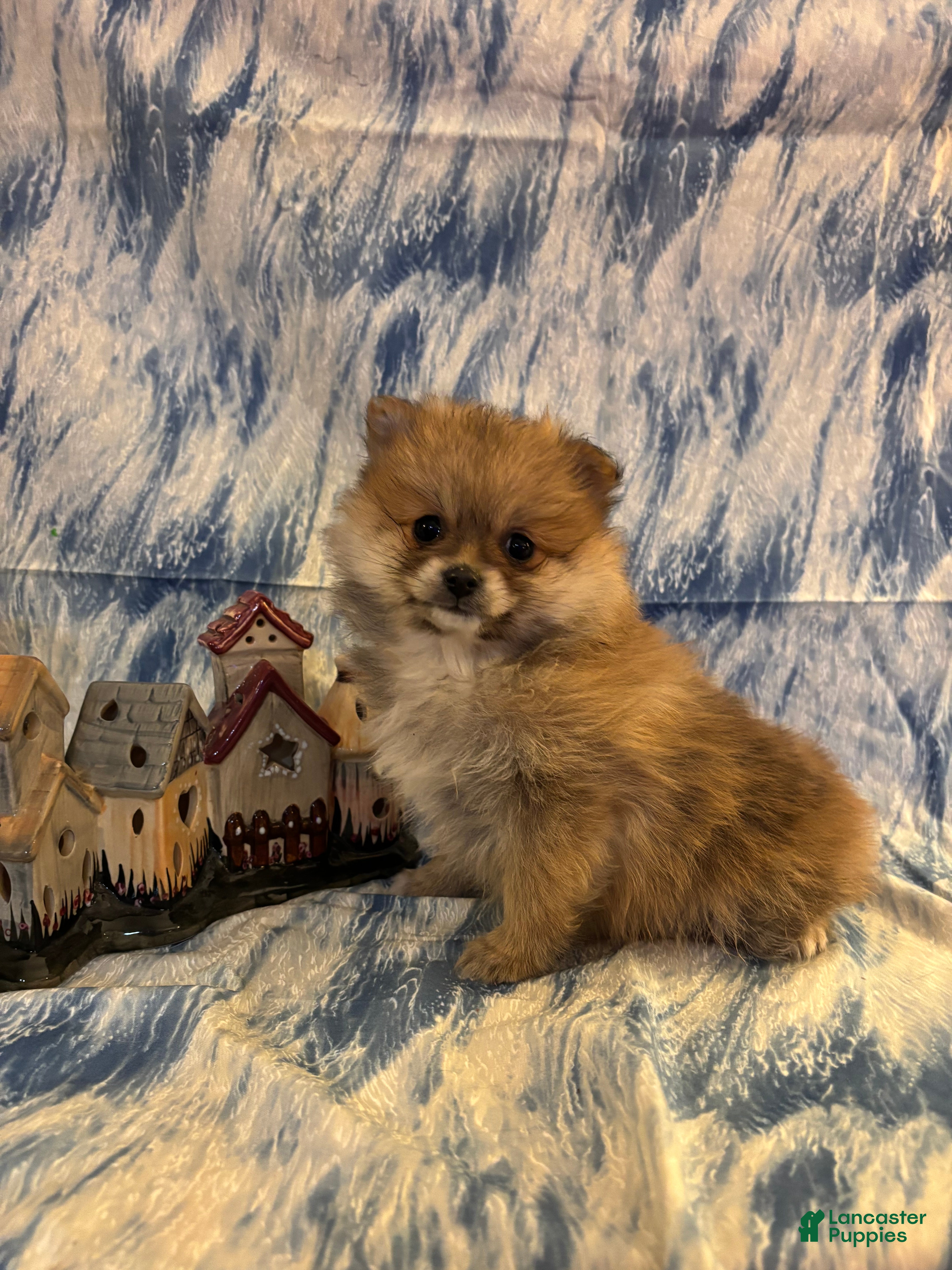 Pomeranian dogs Sassy - Ad 36