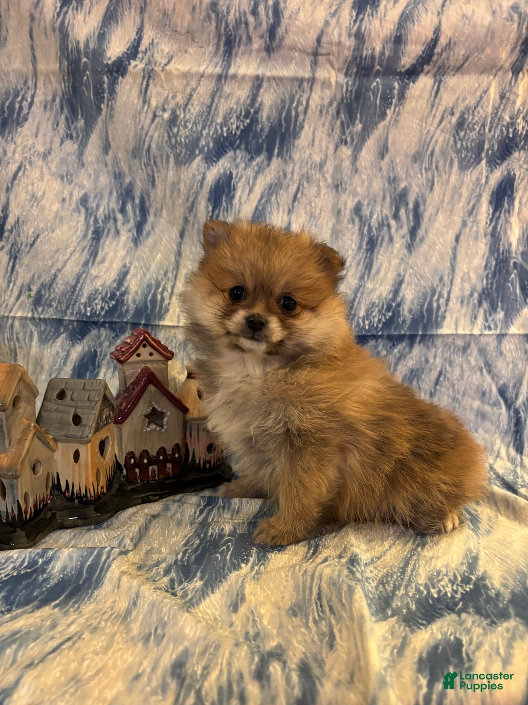 Pomeranian dogs for sale: Sassy - Ad 1