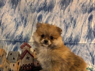 Pomeranian dogs Sassy - Ad 36