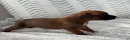 Boxer dogs for sale: Rex - Ad 8