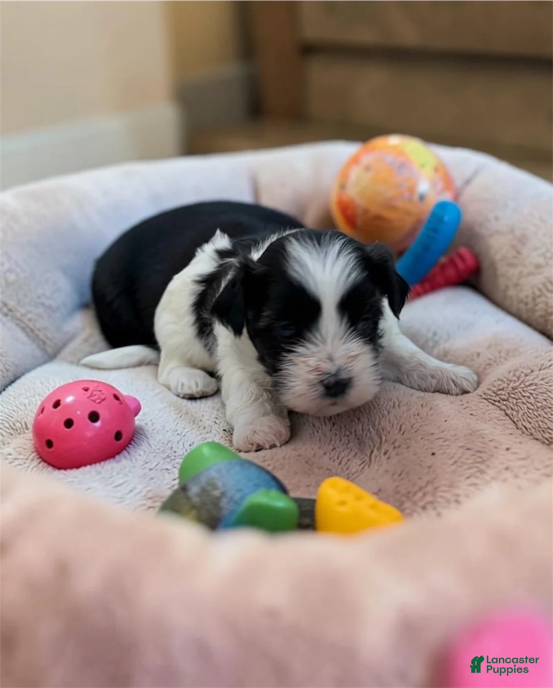 Teddy Bear dogs for sale: Micky Mouse  - Ad 3