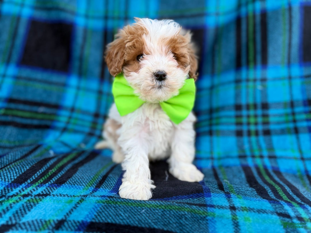 Cavapoo dogs for sale: Bentley  - Ad 4