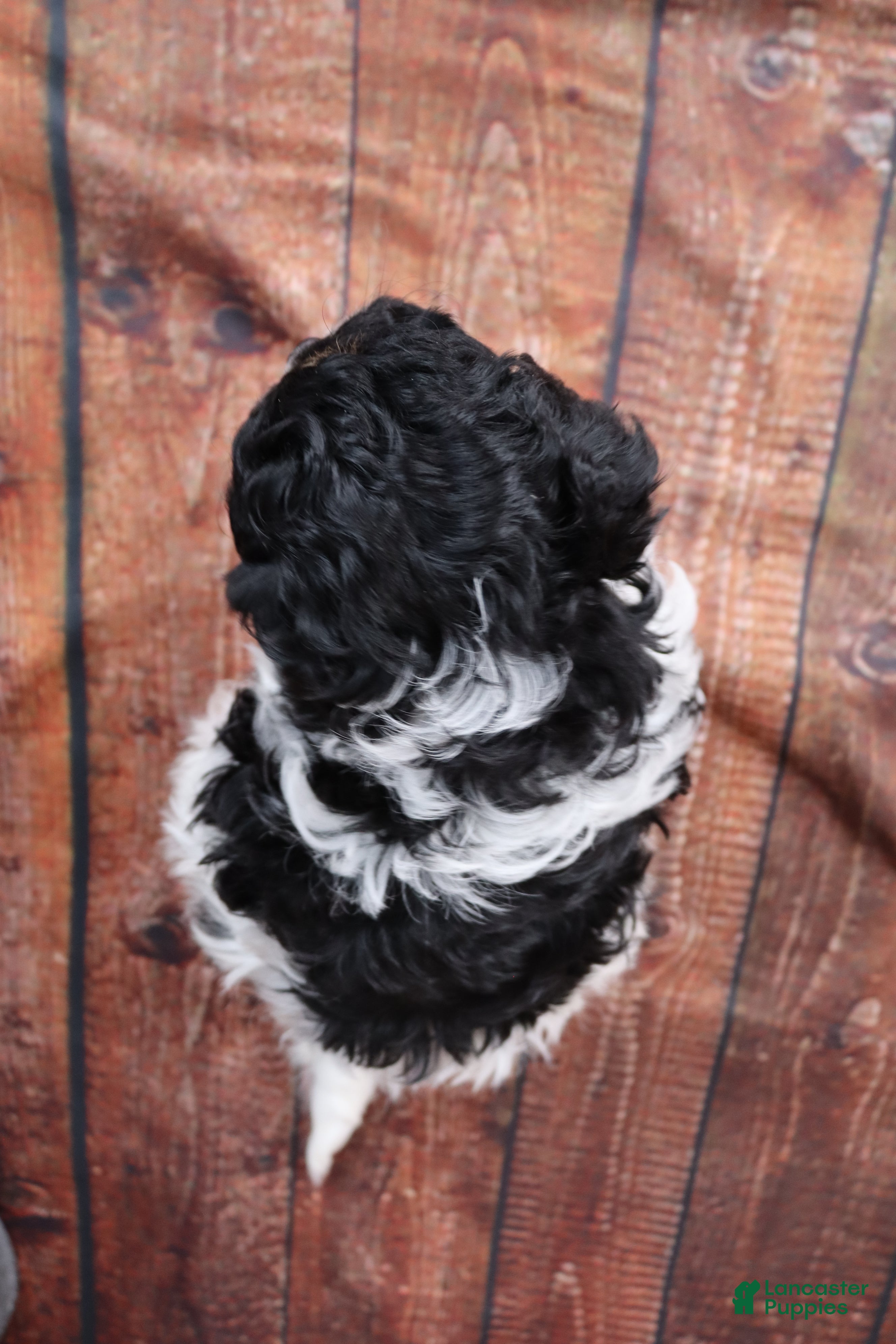 Cavapoo dogs Sherman - Ad 2