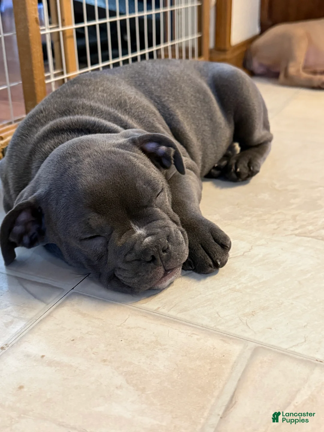 Mixed Breed dogs for sale: Max - Ad 1