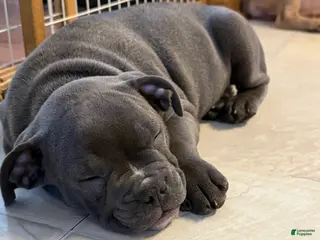 Mixed Breed dogs Max - Ad 41