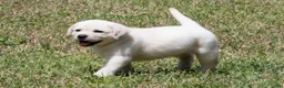 Labrador Retriever dogs for sale: Keira - Ad 7