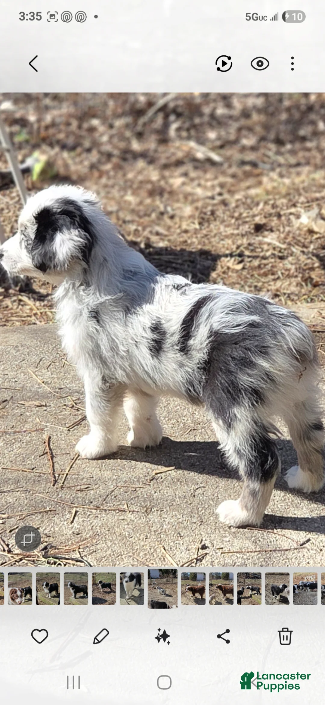 Australian Shepherd dogs for sale: Australian Shepherd Puppy 8 - Ad 2