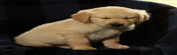 Golden Retriever dogs for sale: Spencer - Ad 4