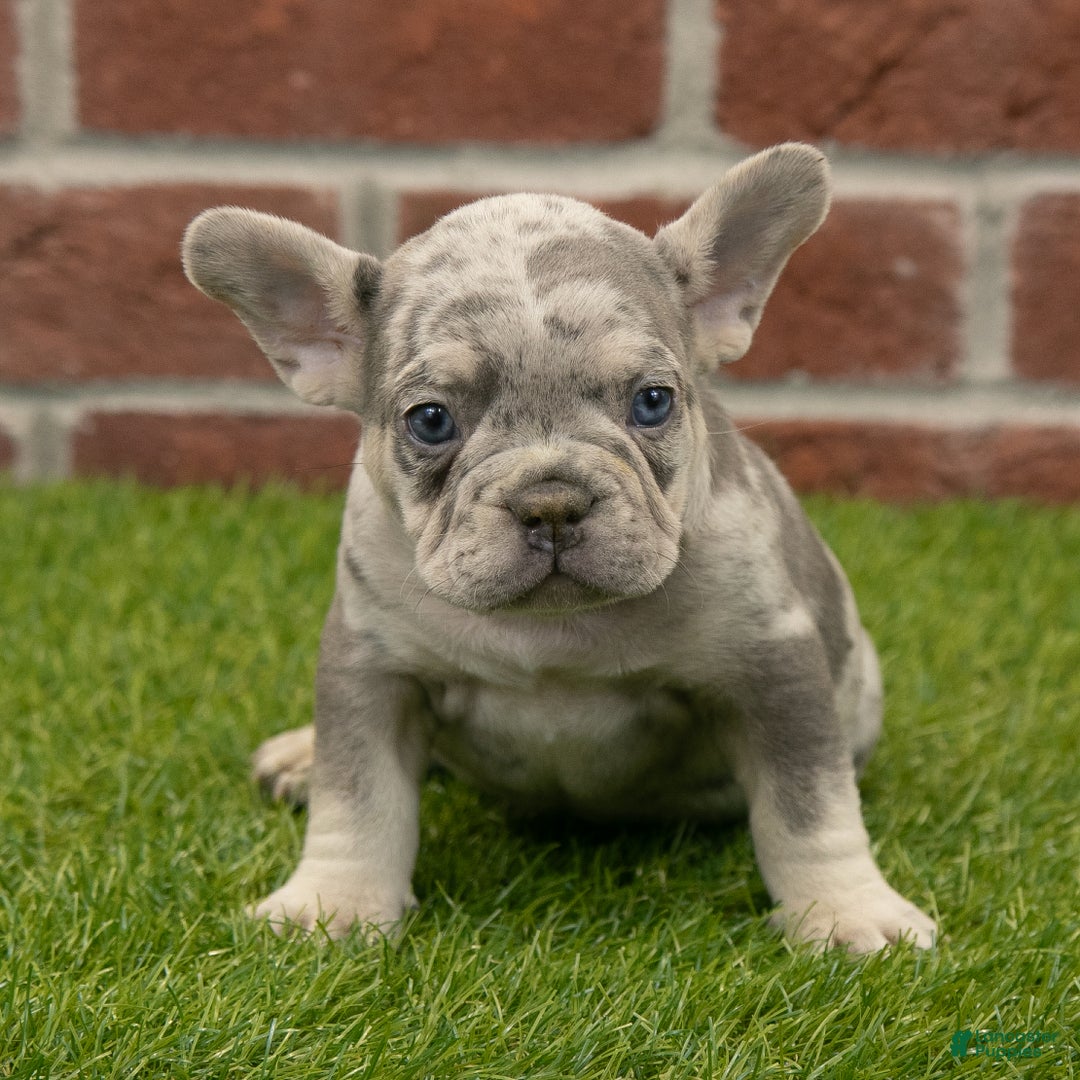 French Bulldog dogs for sale: Maverick - Ad 4