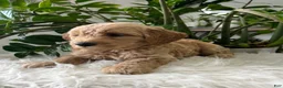 Mini Goldendoodle dogs for sale: Cedric  - Ad 6