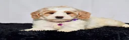 Mini Goldendoodle dogs for sale: Ms. Maddie - Ad 7