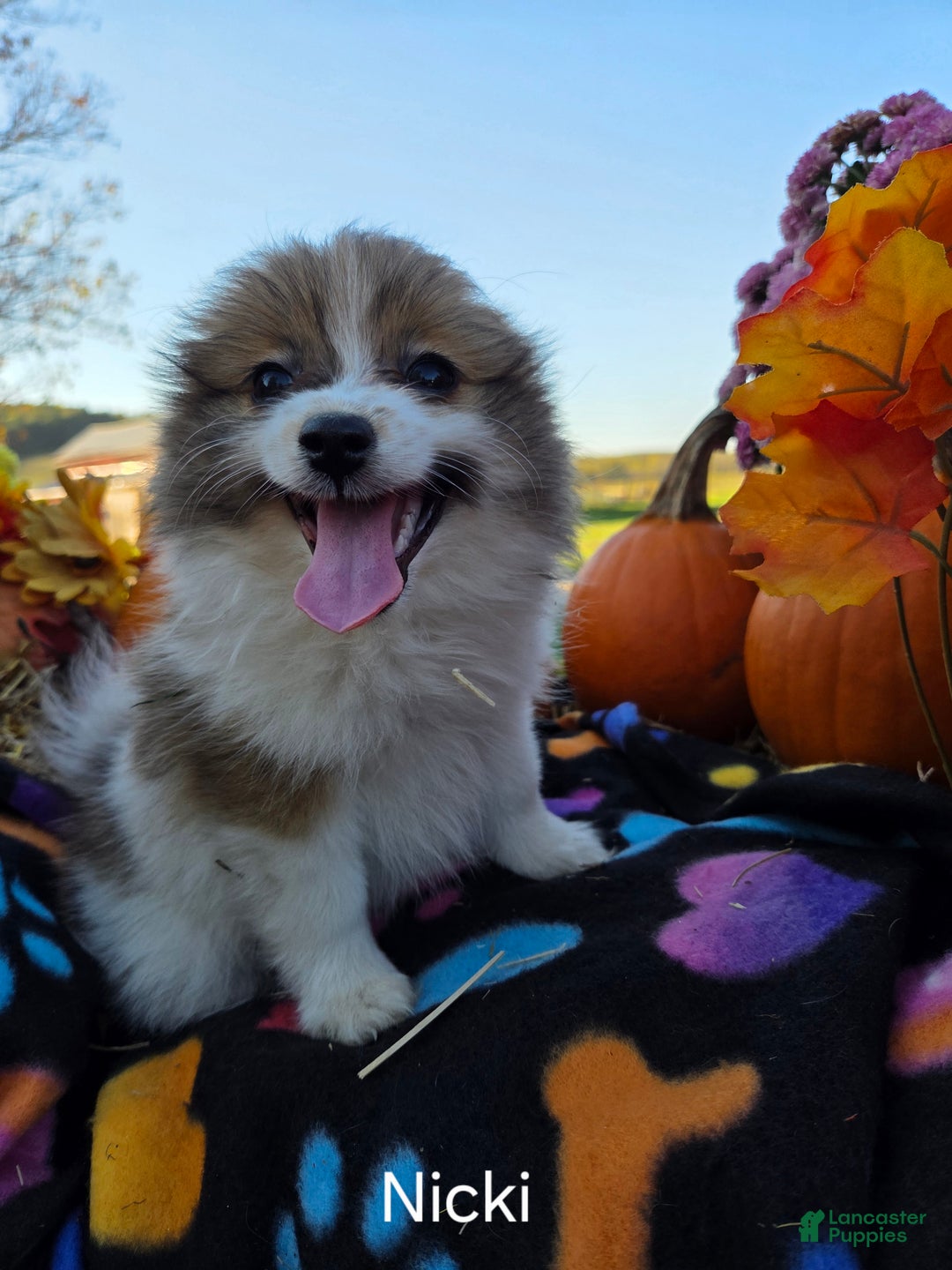 Pomeranian dogs for sale: Nicki - Ad 4