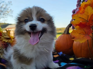 Pomeranian dogs Nicki - Ad 31