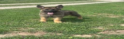 German Shepherd dogs for sale: German Shepherd 2 - Ad 5