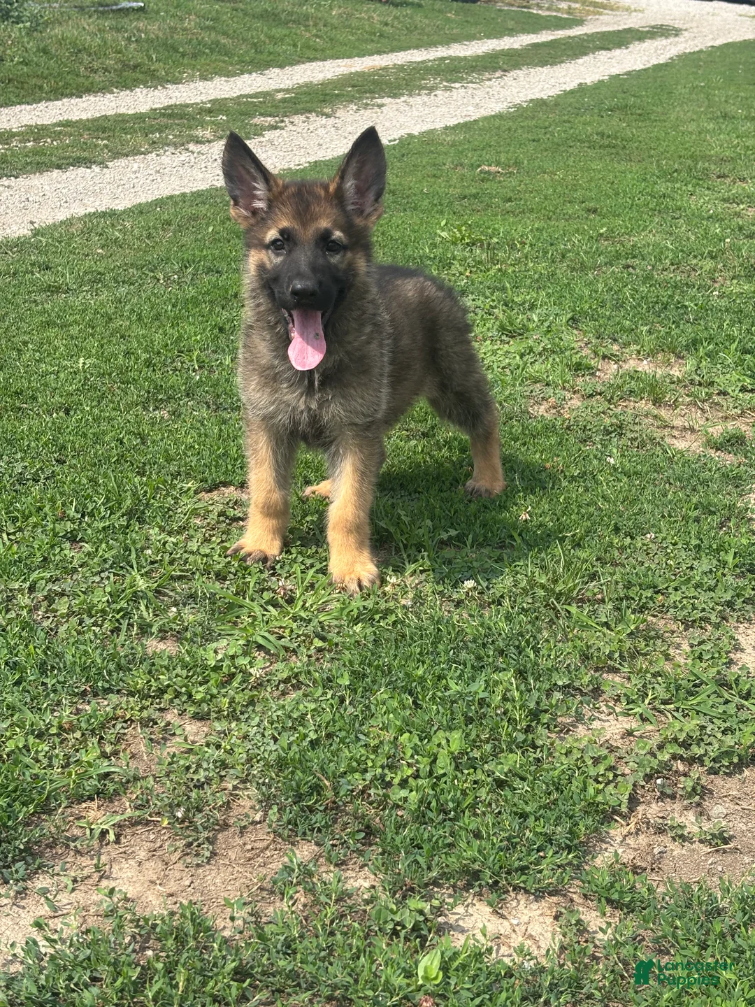 German Shepherd dogs for sale: German Shepherd 2 - Ad 5