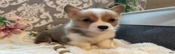 Welsh Corgi Pembroke dogs for sale: Stella - Ad 3