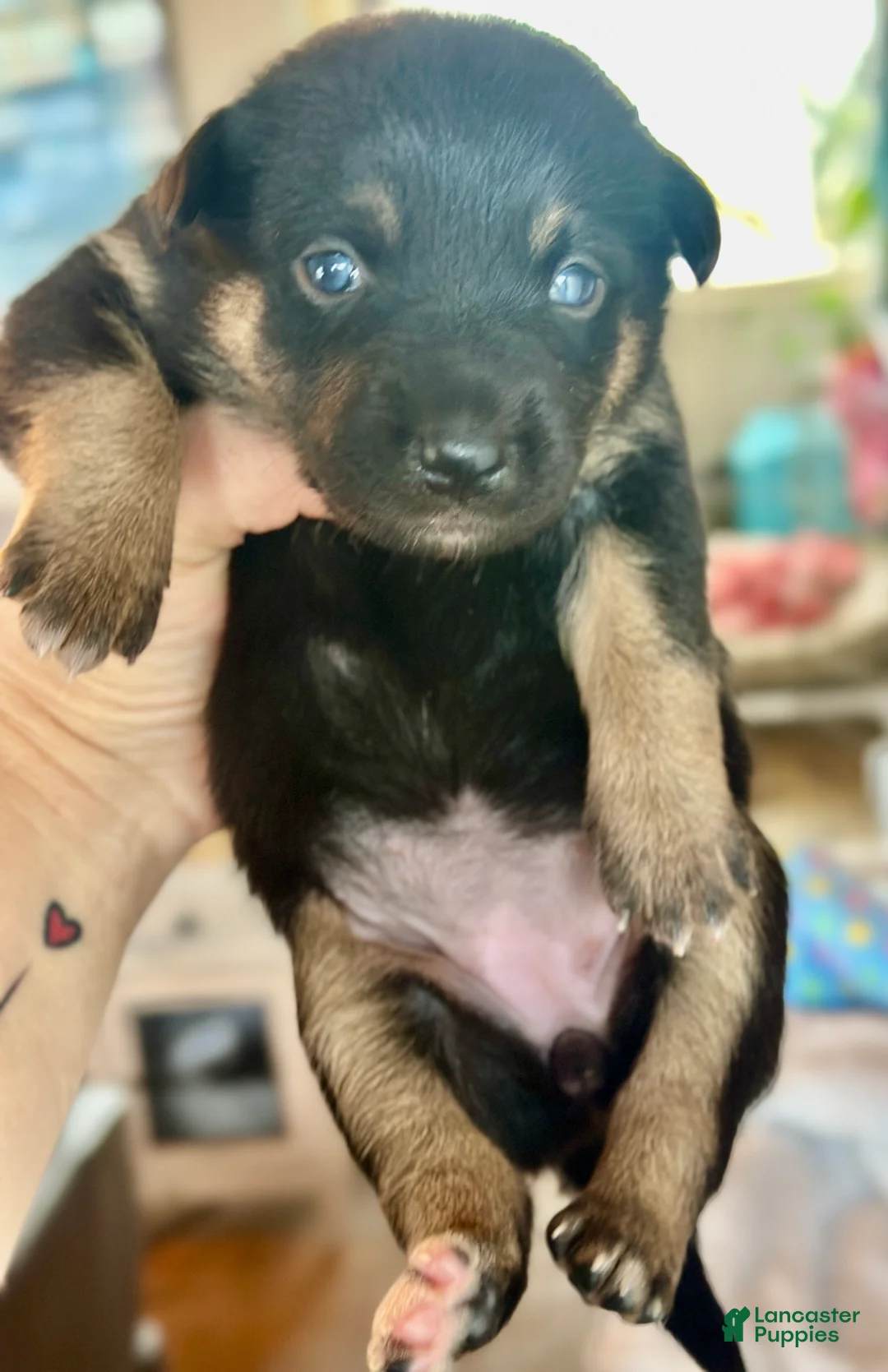 Mixed Breed dogs for sale: Kelpie/ McNab 1/4 Border Collie Puppy 7 - Ad 1