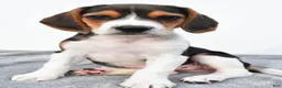 Beagle dogs for sale: Arlene - Ad 6